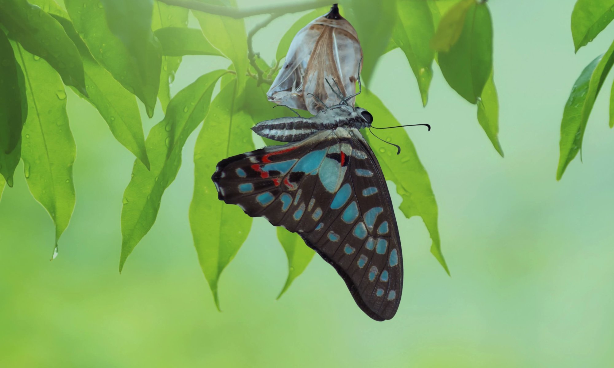 Butterfly and chrysalis