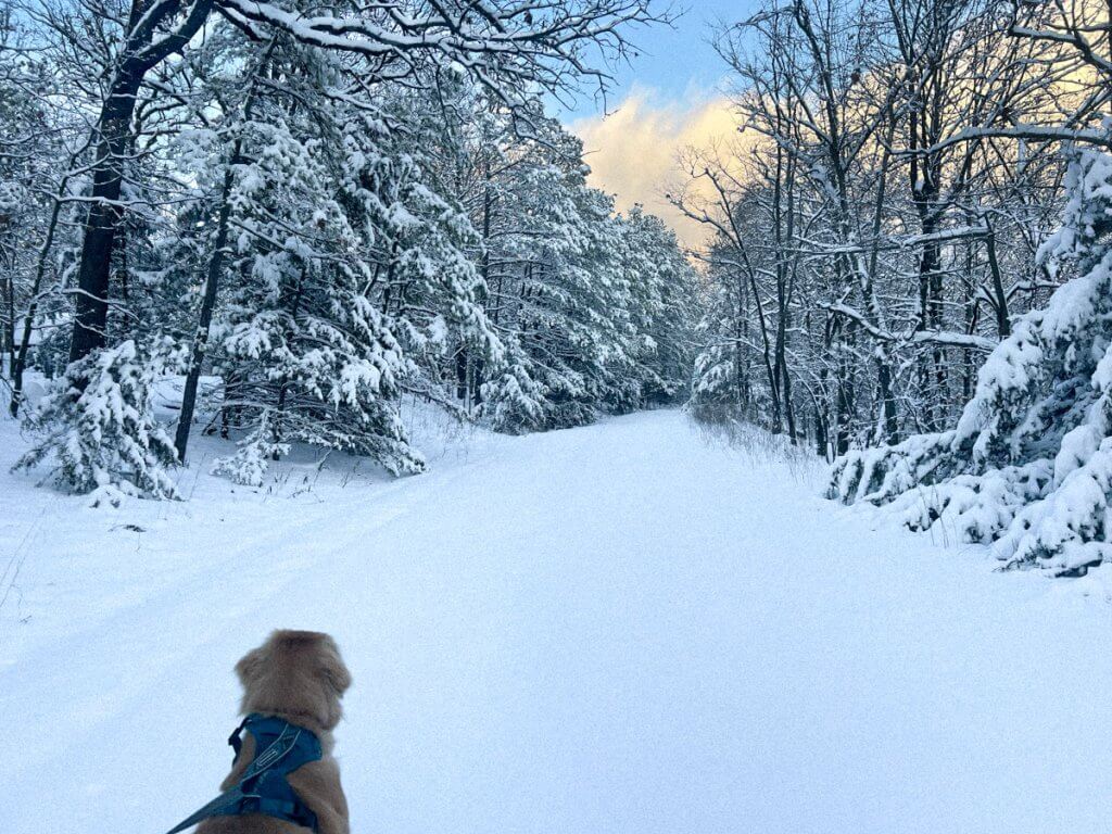 Picture of road with fresh snow, no tracks, and puppy looking forward.